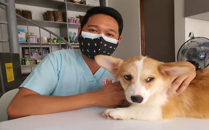 Veterinary Clinics Veterinarian examining a pet in a clean, welcoming clinic